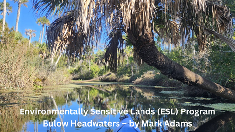 Mark Adams photo of Bulow Headwaters
