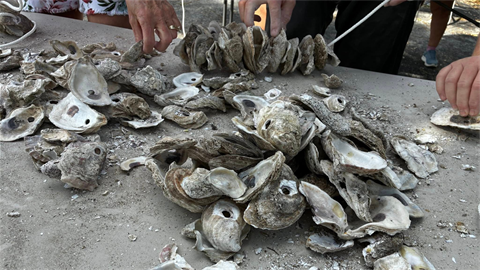 Oysters.png