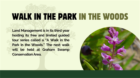 Walk in the Park in the Woods