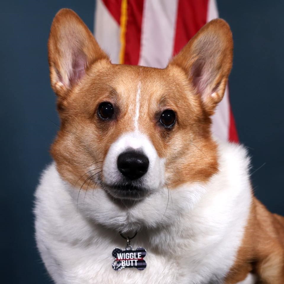 Taco - Therapy Dog.jpg