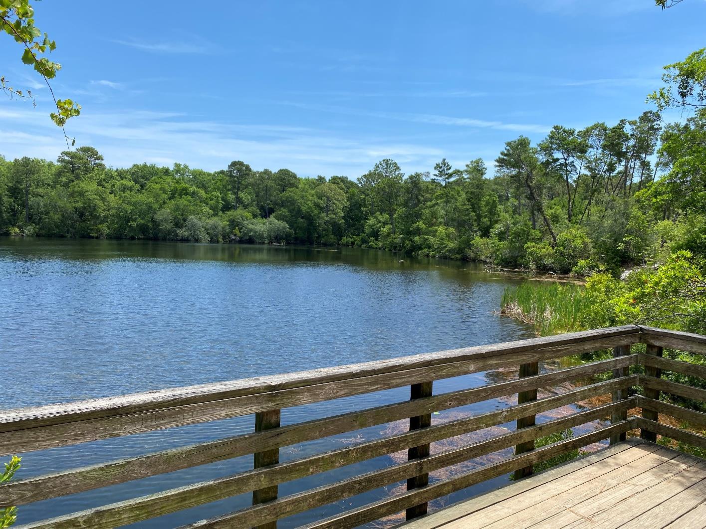 A tranquil trail winding through Graham Swamp Preserve West in Flagler County