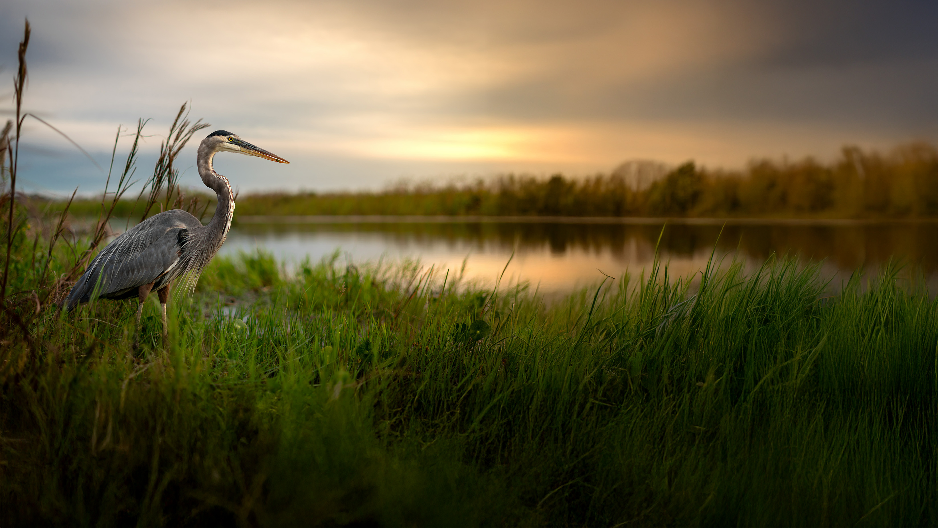 Heron_05.jpg